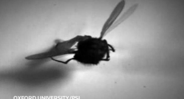 Ученые впервые сняли на видео работу мускулов насекомого в полете