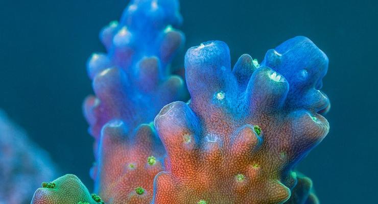 Медленная жизнь кораллового рифа в уникальном видео
