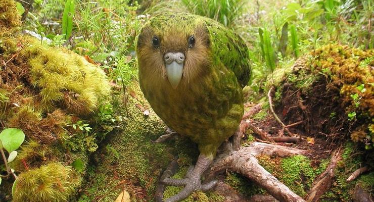 Названы самые уникальные и исчезающие птицы на планете