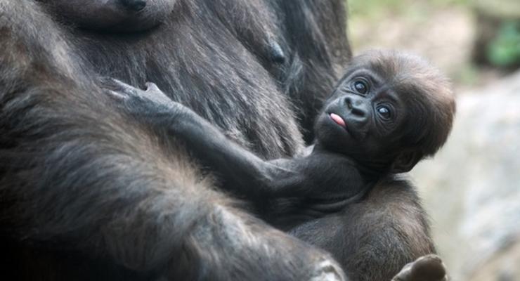 Научные фото недели: Муха цеце вблизи и новорожденные обезьянки