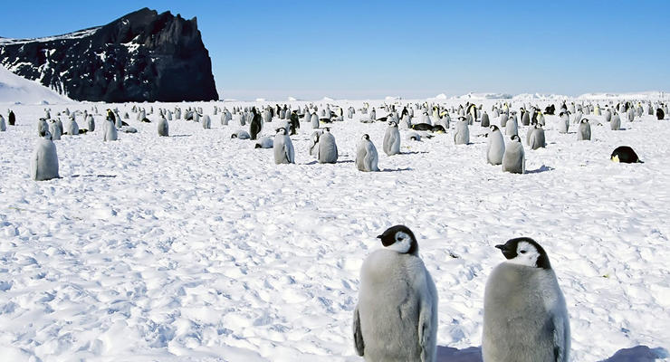 Глобальное потепление: Конец Земли нашли в Антарктиде