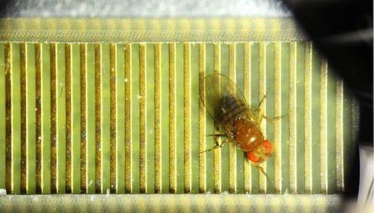 Ученые: Мухи тоже колеблются с выбором