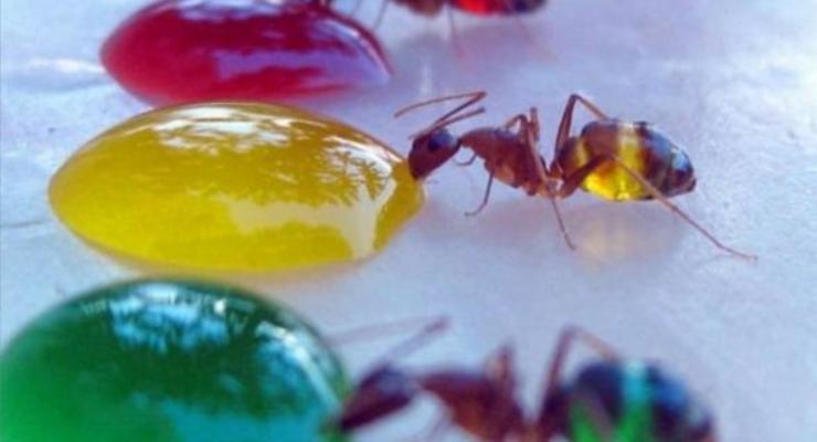 Научные фото недели: Радужные муравьи и козел на колесиках