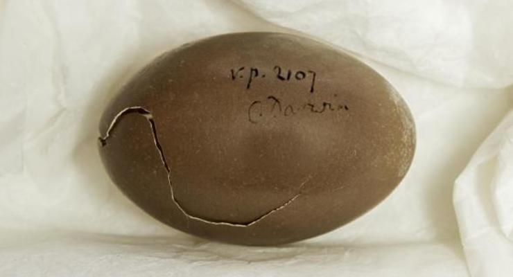 Научные фото недели: Яйцо Дарвина и бинокль для ушей