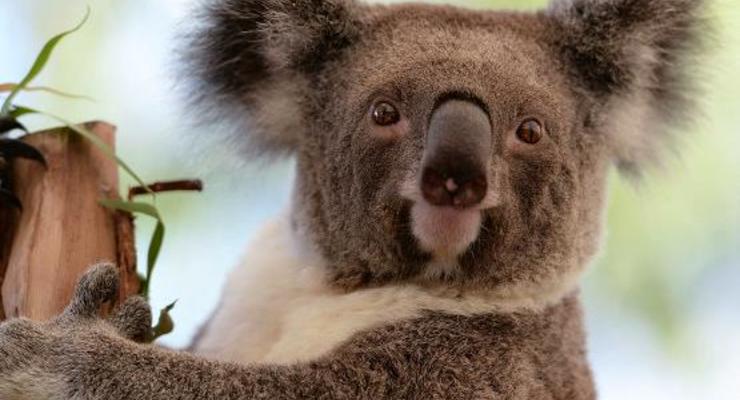 Ученые поняли, зачем коалы обнимают деревья