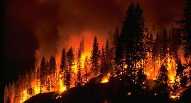 Ученые нашли следы лесного пожара, произошедшего 66 млн лет назад