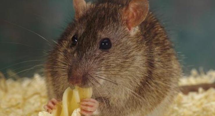 Крысы способны сожалеть о содеянном - ученые