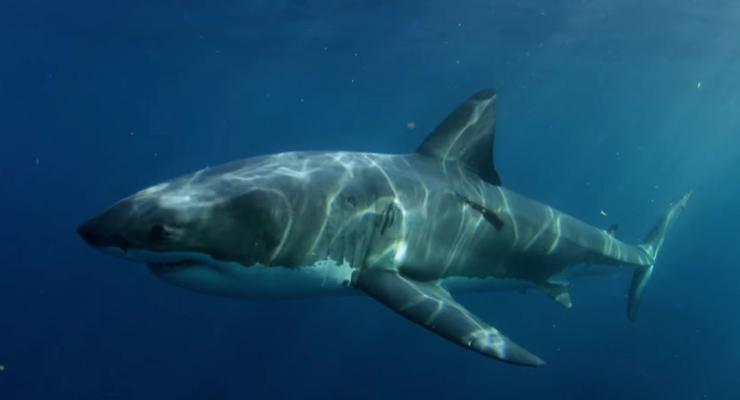 Монстр из глубины: Неизвестное существо целиком съело акулу