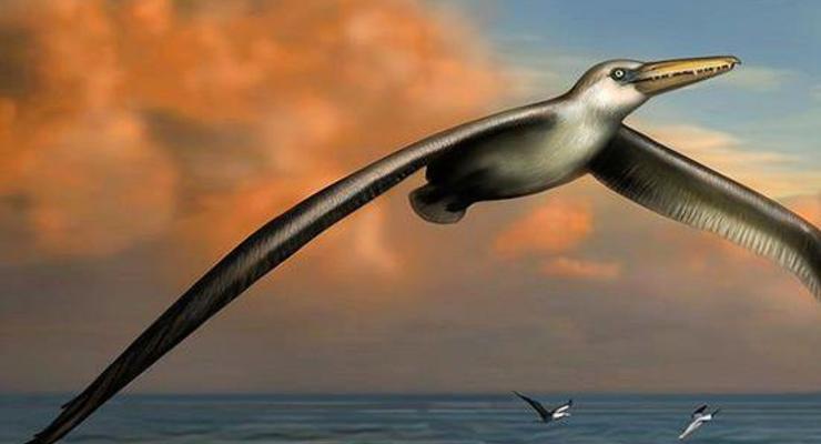 Найдены кости "самой большой" летающей птицы на Земле
