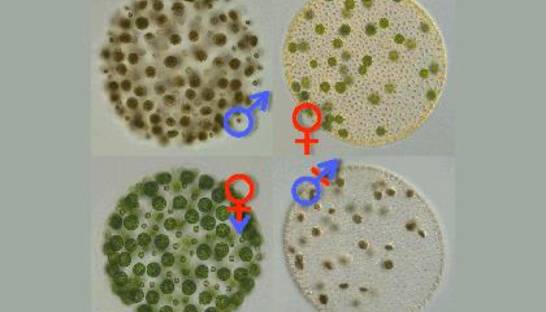 Транссексуальные водоросли помогли найти истоки разделения полов