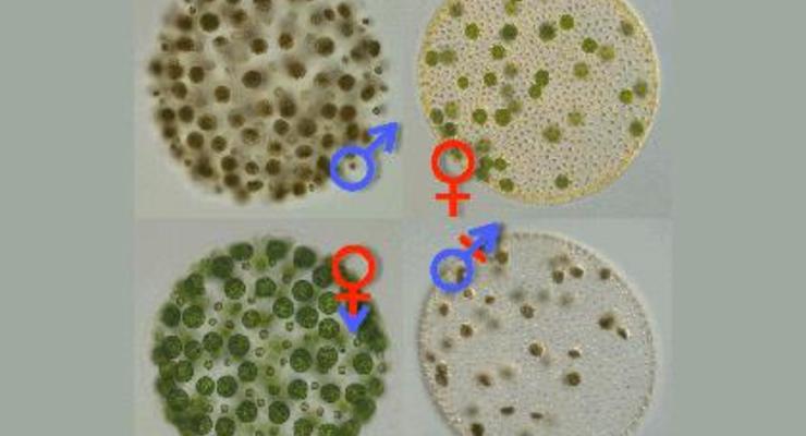Транссексуальные водоросли помогли найти истоки разделения полов