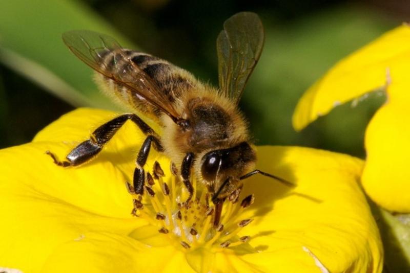 Это неправильные пчелы: Насекомых-опылителей заменят мини-роботы