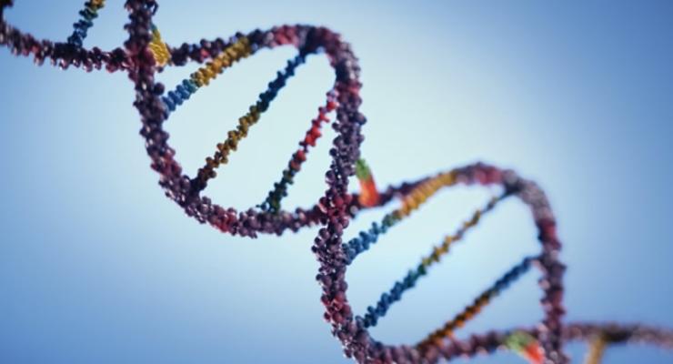 Генетический мусор: Почти 92% ДНК человека не имеют никакой значимости