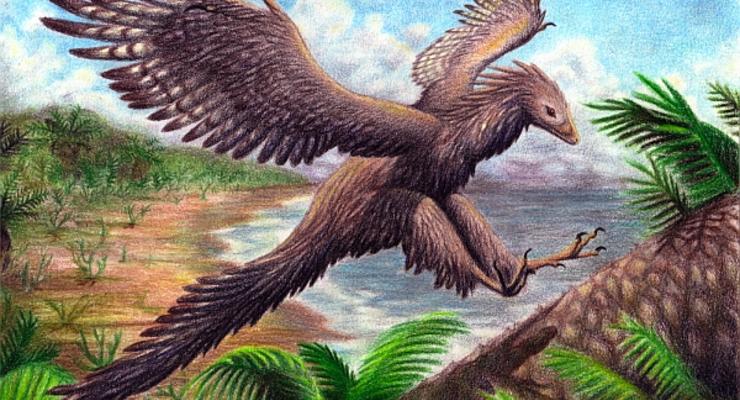 Динозавры превращались в птиц 50 млн лет