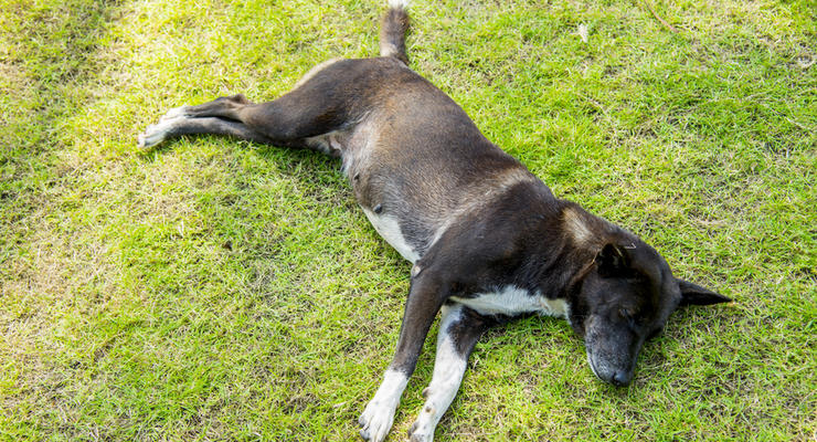Интересный факт дня: Собакам перед сном не хватает травы