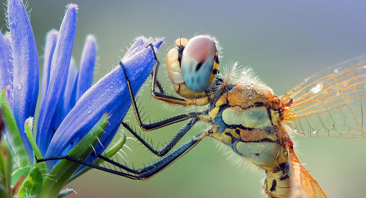 Капелька красоты: Невероятные фотографии мокрых насекомых