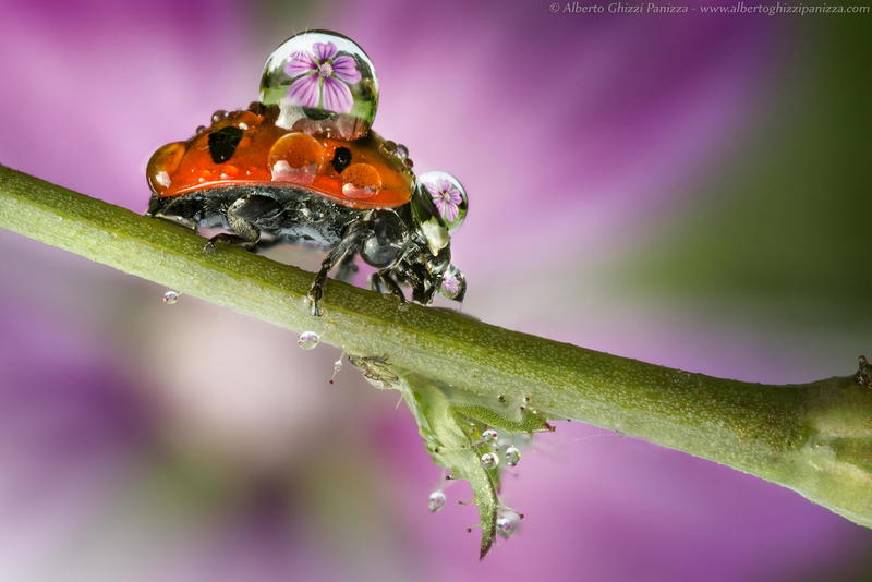 Капелька красоты: Невероятные фотографии мокрых насекомых / albertoghizzipanizza.com
