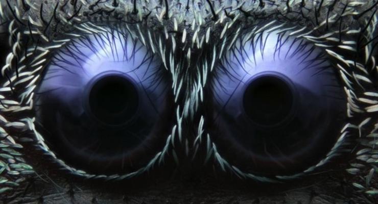 Паучьи глаза и DVD под микроскопом: Победители конкурса Nikon Small World