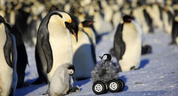 Робот-шпион пробрался в стаю пингвинов