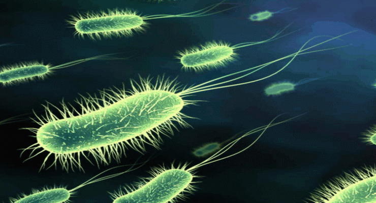 Интересный факт дня: Ученые заставили танцевать бактерии
