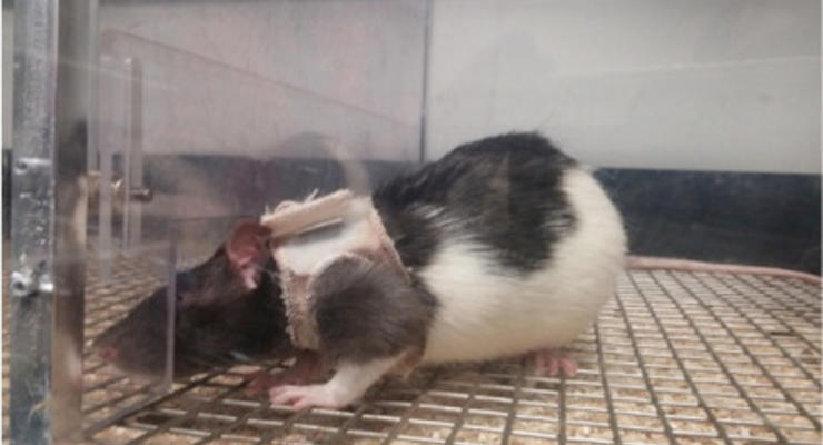 Секси-крысы: Самцы предпочитают самок с бюстгальтерами