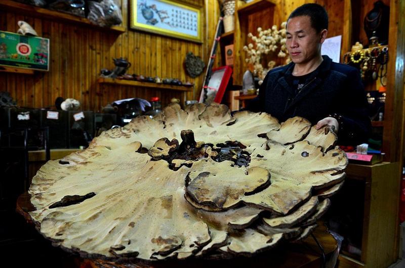В Китае нашли самый большой лечебный гриб в мире