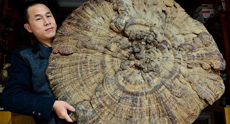 В Китае нашли самый большой лечебный гриб в мире