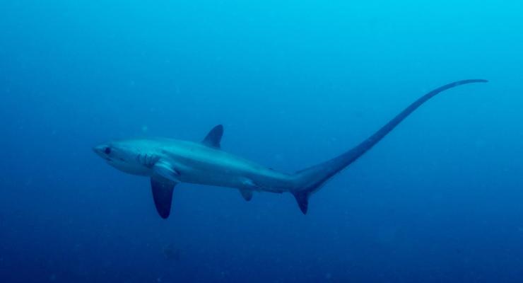 Ученым впервые удалось сфотографировать роды акулы в океане
