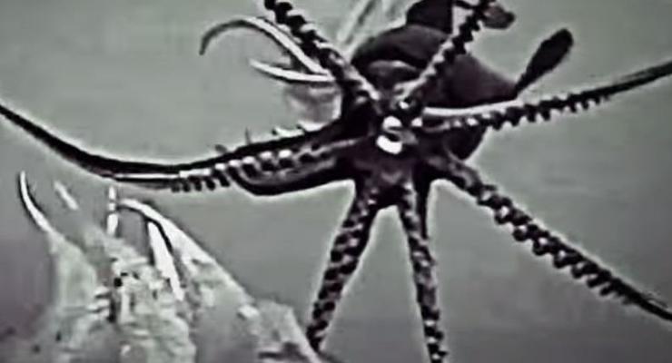 Ученые записали "дискотеку" гигантских кальмаров на видео