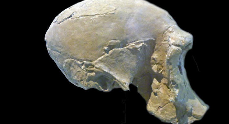 Найден древнейший предок современного человека