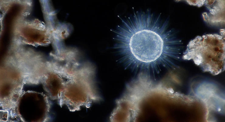 Микро-искусство: Удивительные фото предметов, сделанные через микроскоп