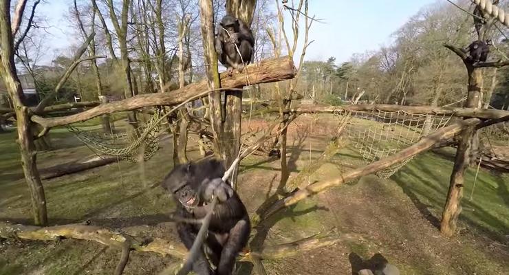 Шимпанзе научились сбивать беспилотники палками