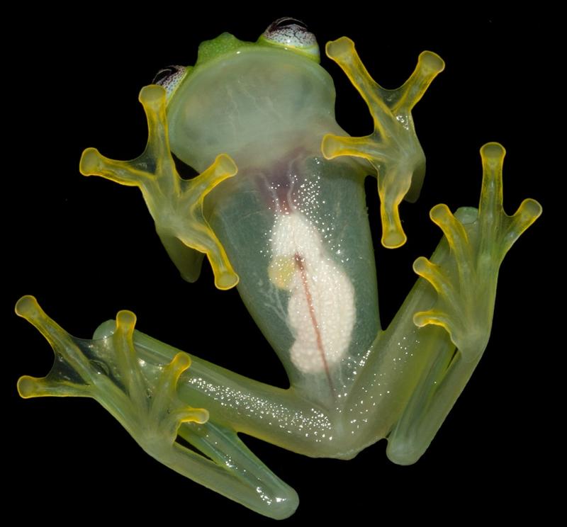 В лесах Коста-Рики нашли настоящего лягушонка Кермита / livescience.com