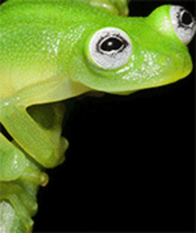 В лесах Коста-Рики нашли настоящего лягушонка Кермита