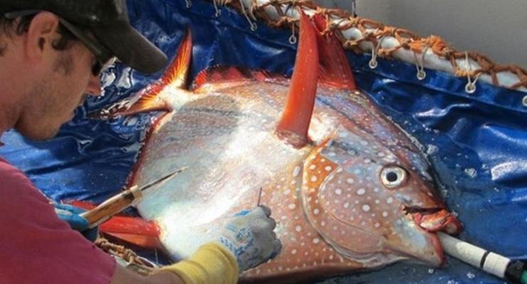 Ученые обнаружили первую в мире теплокровную рыбу