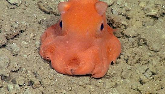 Просто прелесть: Ученые хотят назвать безымянных осьминогов