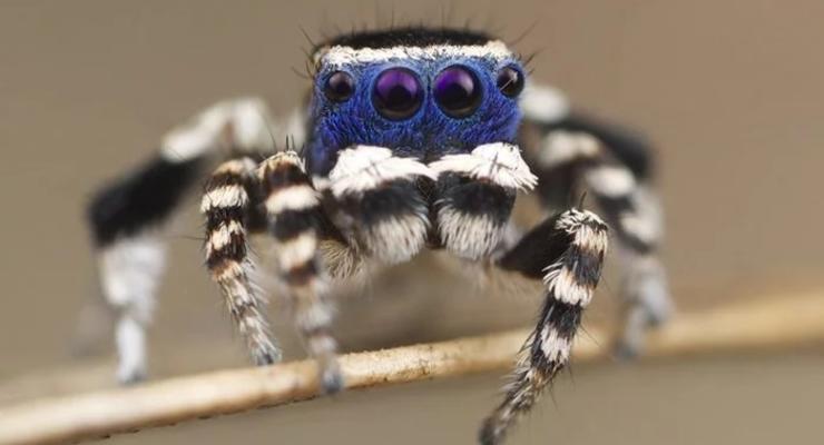 Найден самый милый паук на свете (фото, видео)