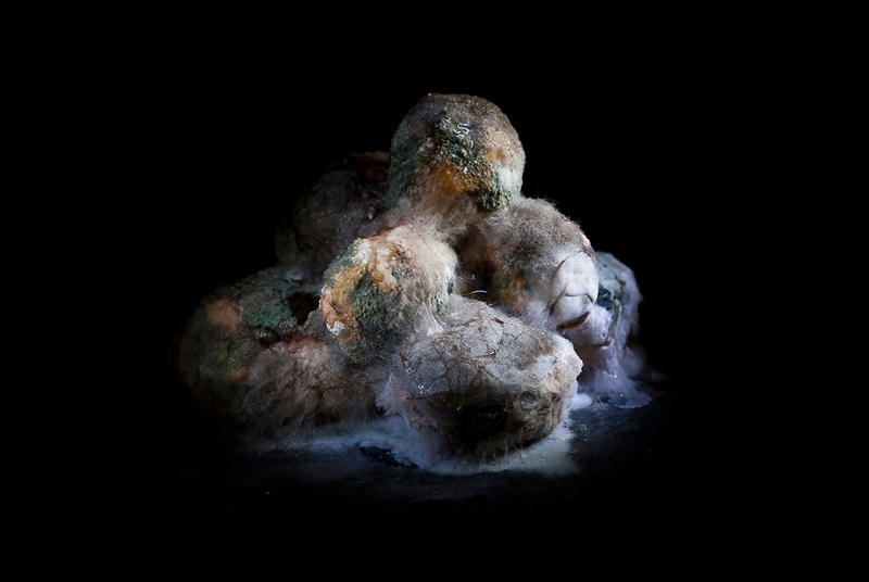 Жизнь после смерти: Красивые фото плесени и грибков