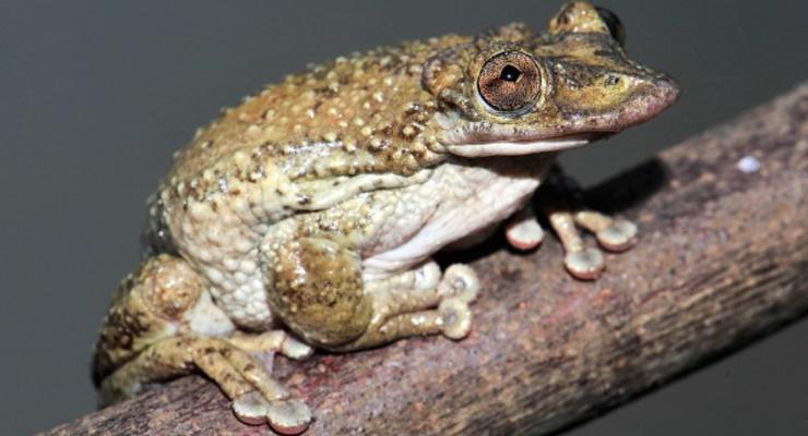 Ученый нашел первую в мире ядовитую лягушку ценой собственного здоровья