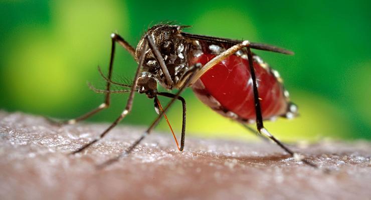 В Google займутся разведением генно-модифицированных комаров