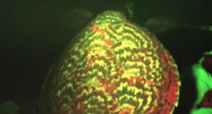 Ученые нашли светящуюся в темноте черепаху