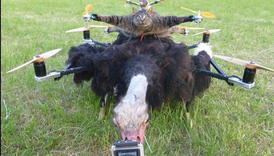 Крысолет и акулоплан: Голландец делает дроны из мертвых животных