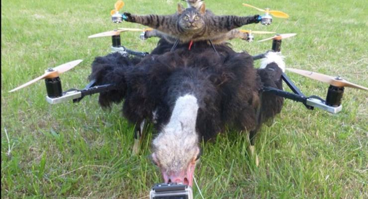 Крысолет и акулоплан: Голландец делает дроны из мертвых животных