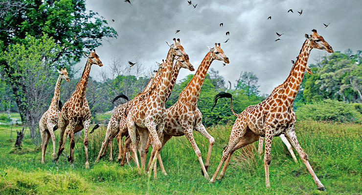 Ученые объяснили, откуда у жирафов длинная шея
