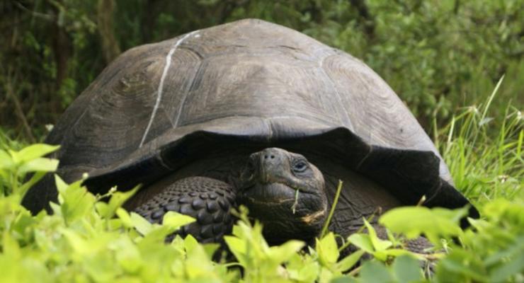 На Галапагосских островах нашли новый вид черепахи