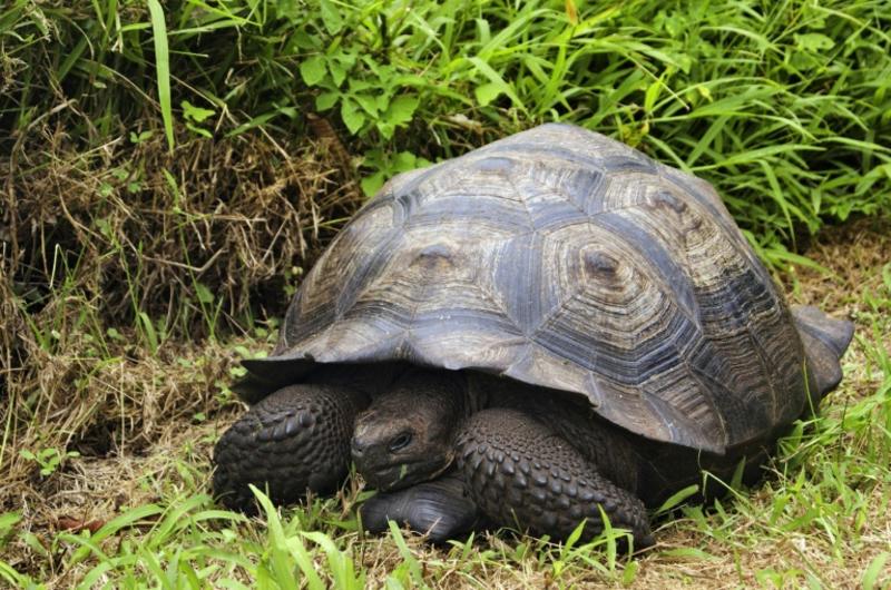 На Галапагосских островах нашли новый вид черепахи / plusone.com