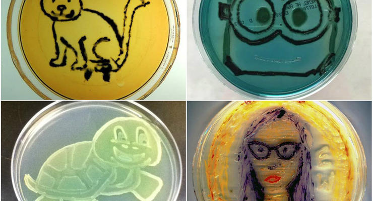 Котик Сальмонелли, синегнойная черепашка и микроминьон: Картины из бактерий