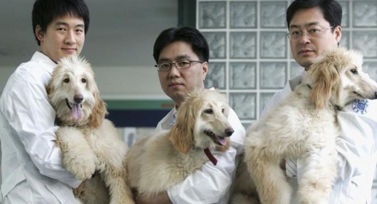 В Китае построят фабрику для клонирования животных