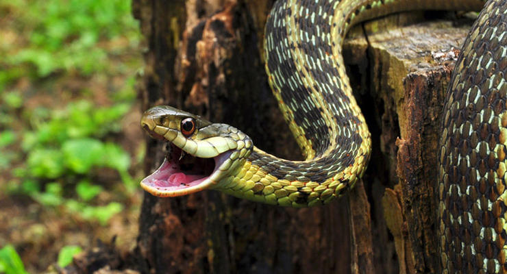 Ученые объяснили, почему у змей нет конечностей