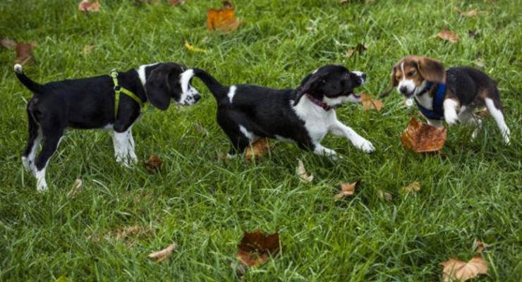 В США впервые вывели собак из "пробирки"